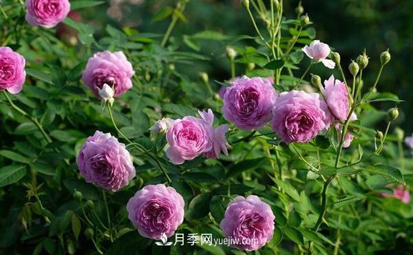 微型月季的管理養護及品種介紹(圖1)