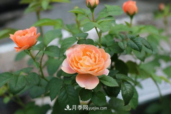 微型月季的管理養護及品種介紹(圖2)