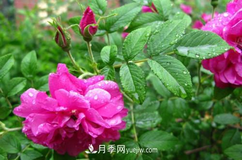 微型月季花怎么養 微型月季花的養殖方法和注意事項(圖1)