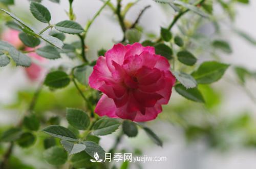 微型月季花怎么養 微型月季花的養殖方法和注意事項(圖3)
