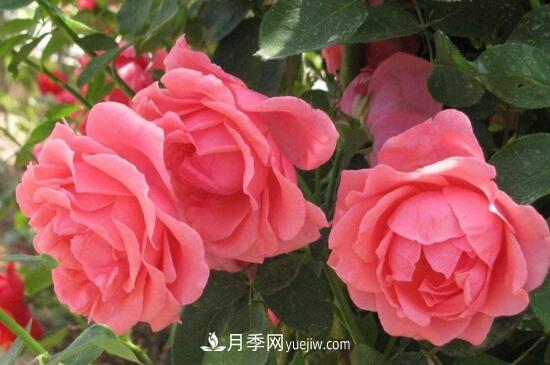 月季花有哪些顏色？月季花的養殖方法？(圖1)