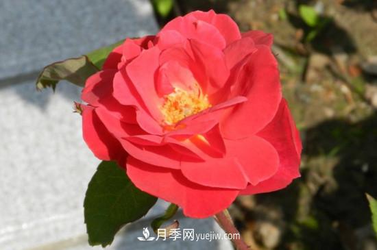 月季花有哪些顏色？月季花的養殖方法？(圖3)