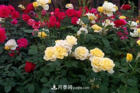 月季花有哪些顏色？月季花的養殖方法？(圖2)