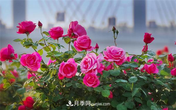 月季知識介紹，月季百科(圖3)