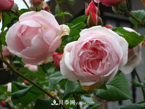 十大***經(jīng)典月季花，開(kāi)花***勤(圖3)