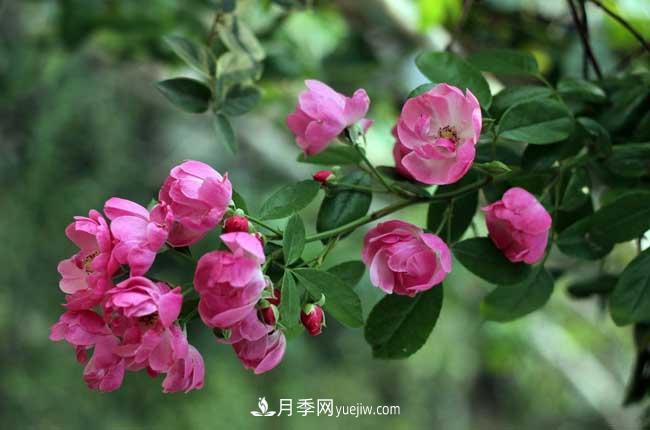 薔薇花和月季花的區別？月季花期有多長(cháng)？(圖1)