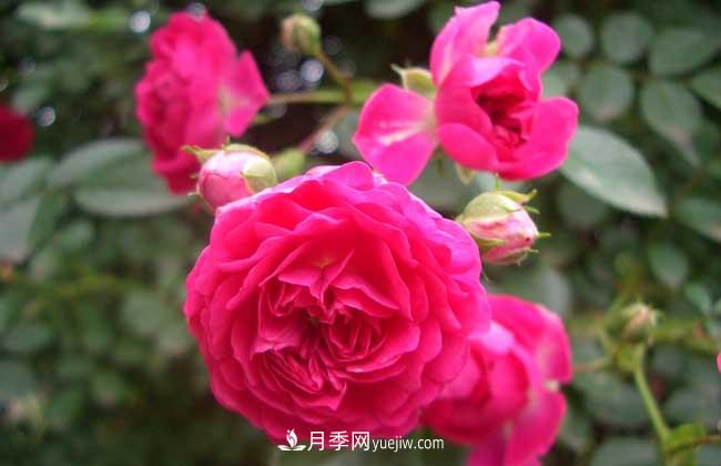 薔薇花和月季花的區別？月季花期有多長(cháng)？(圖2)
