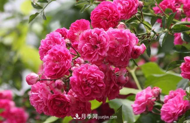 薔薇花和月季花的區別？月季花期有多長(cháng)？(圖3)