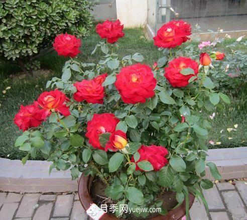 盆栽月季花的養殖方法是什么，有哪些注意事項(圖1)