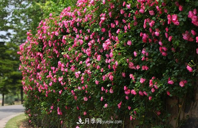 藤本月季生長(cháng)比較快，該如何修剪？(圖3)