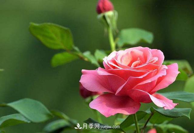 玫瑰花與月季花的區別？玫瑰花語(yǔ)大全介紹(圖1)