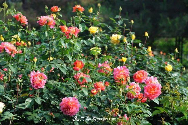 盆栽月季的養殖方法和注意事項，南陽(yáng)月季花期有多長(cháng)？(圖1)