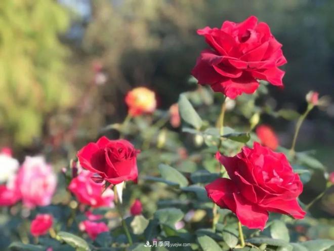 秋日暖陽(yáng)花盛開(kāi)，來(lái)上海濱江森林公園看金秋***美月季花(圖1)