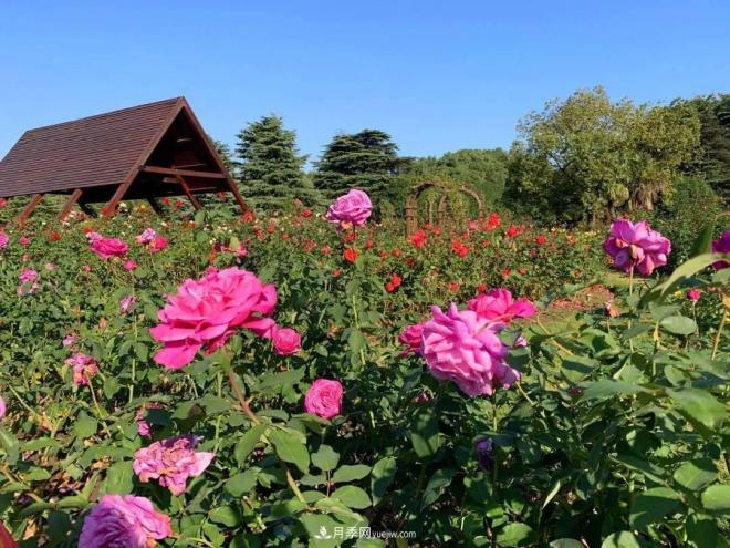 秋日暖陽(yáng)花盛開(kāi)，來(lái)上海濱江森林公園看金秋***美月季花(圖5)