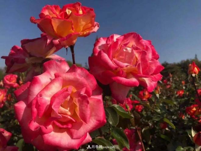 秋日暖陽(yáng)花盛開(kāi)，來(lái)上海濱江森林公園看金秋***美月季花(圖9)