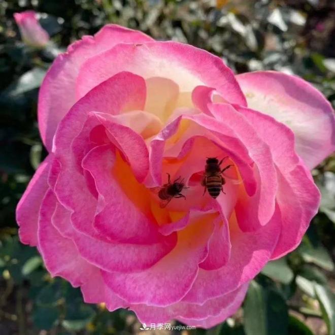 秋日暖陽(yáng)花盛開(kāi)，來(lái)上海濱江森林公園看金秋***美月季花(圖8)