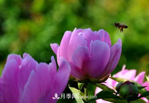 芍藥、牡丹、月季的區別？科學(xué)修剪辦法(圖2)