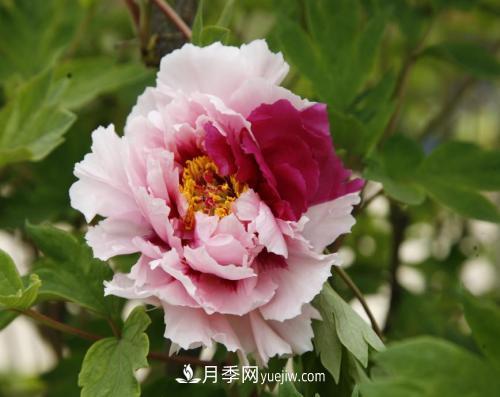 芍藥、牡丹、月季的區別？科學(xué)修剪辦法(圖1)