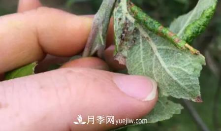 月季上的蚜蟲(chóng)真煩人，有效治療辦法是什么(圖4)