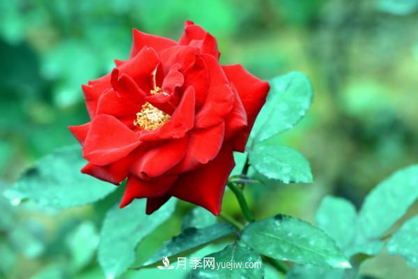 月季上的蚜蟲(chóng)真煩人，有效治療辦法是什么(圖2)
