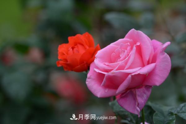 月季上的蚜蟲(chóng)真煩人，有效治療辦法是什么(圖1)
