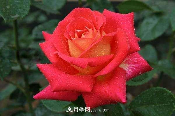 大花月季品種介紹？大花月季品種推薦(圖3)