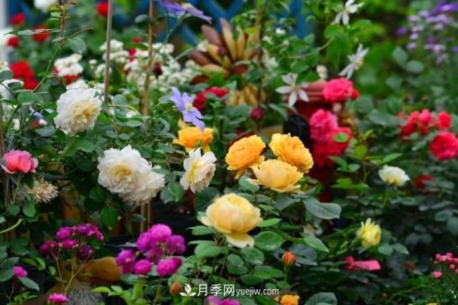 大花月季品種介紹？大花月季品種推薦(圖2)