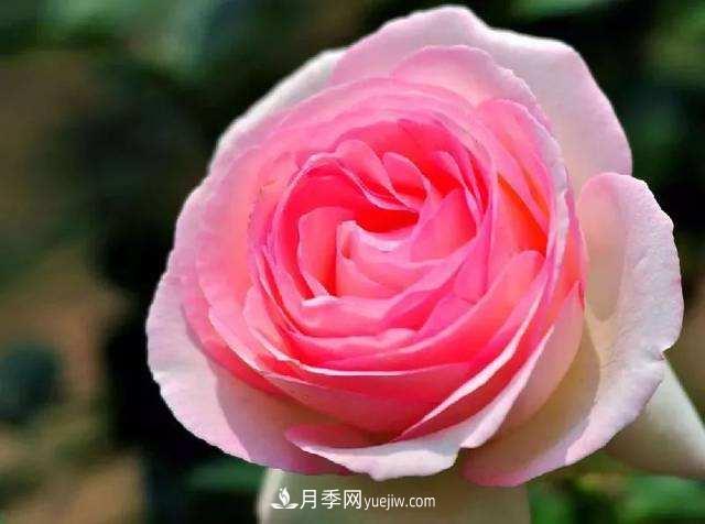 大花月季品種介紹？大花月季品種推薦(圖1)