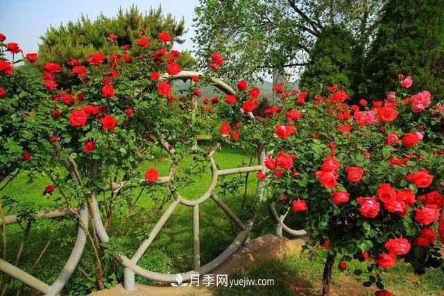 月季花冬天如何剪枝？(圖1)