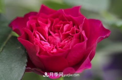 ***香的月季品種是什么？盤(pán)點(diǎn)4種濃香月季(圖1)