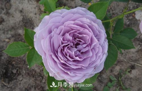 ***香的月季品種是什么？盤(pán)點(diǎn)4種濃香月季(圖2)