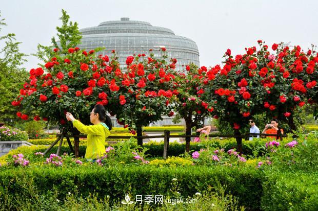 月季花的養殖方法？簡(jiǎn)簡(jiǎn)單單7個(gè)步驟輕松拿下(圖1)