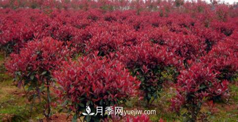 紅葉石楠冬季防護有哪些重要措施？(圖1)