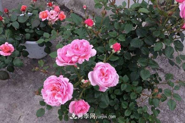 鈴之妖精為陽(yáng)臺黨而生的一款微型月季花(圖3)