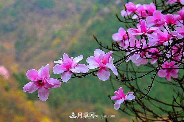 一縣一品公益助農，河南南召特色農產(chǎn)品辛夷(圖3)