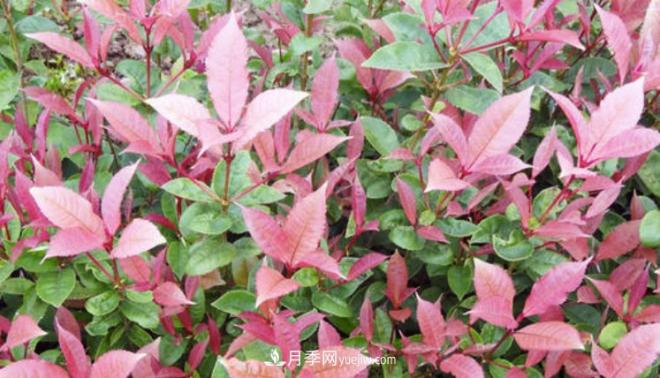“彩葉潮流”來(lái)勢洶洶，這8種彩葉樹(shù)種前景大好(圖2)
