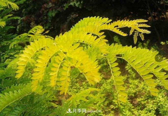“彩葉潮流”來(lái)勢洶洶，這8種彩葉樹(shù)種前景大好(圖4)