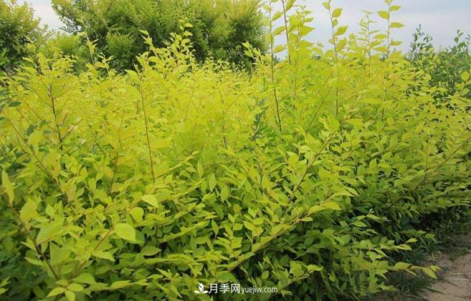 “彩葉潮流”來(lái)勢洶洶，這8種彩葉樹(shù)種前景大好(圖5)