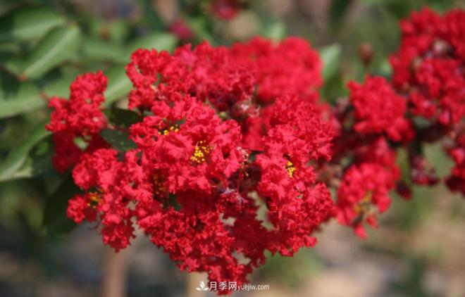 “彩葉潮流”來(lái)勢洶洶，這8種彩葉樹(shù)種前景大好(圖8)