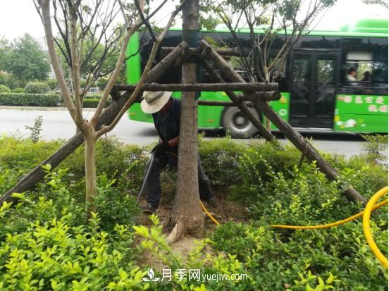 南陽(yáng)市園林局力促銀杏復壯，打造迷人秋景(圖1)
