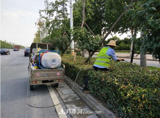 南陽(yáng)市園林局力促銀杏復壯，打造迷人秋景(圖2)