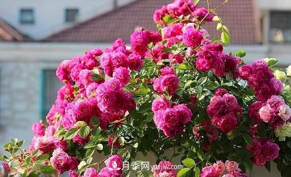 爆香紫月季怎么養才能芳香四溢(圖1)