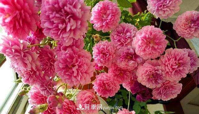 爆香紫月季怎么養才能芳香四溢(圖2)