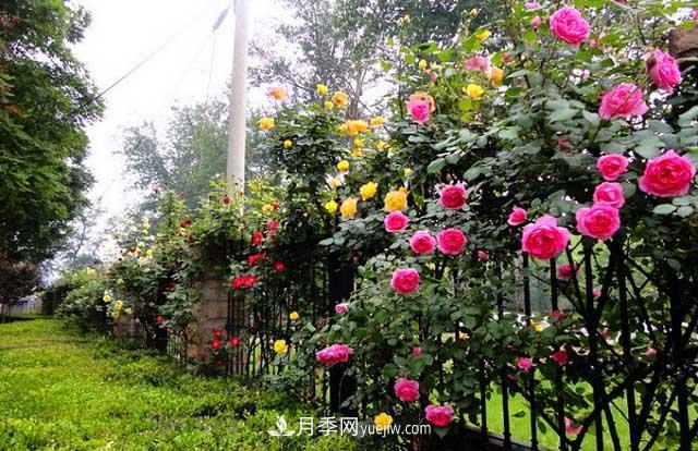 月季喜光喜陽(yáng)，月季花能種陰涼處嗎(圖1)