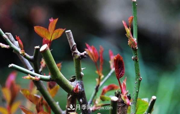 盆栽月季怎么養護？(圖1)