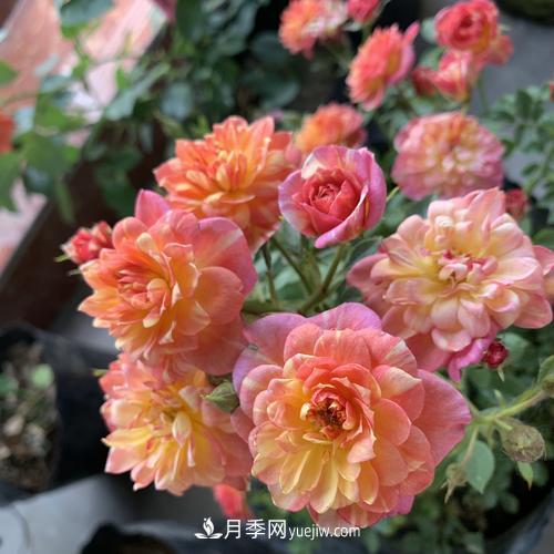 7種漂亮月季，植株矮小，花色艷麗，花期超長(cháng)，是陽(yáng)臺盆栽佳品！(圖5)