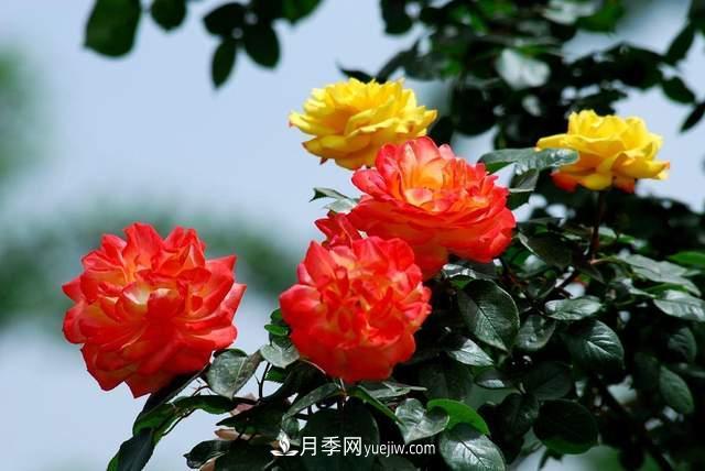 月季得病恢復以后，如何修剪？如何養護(圖2)