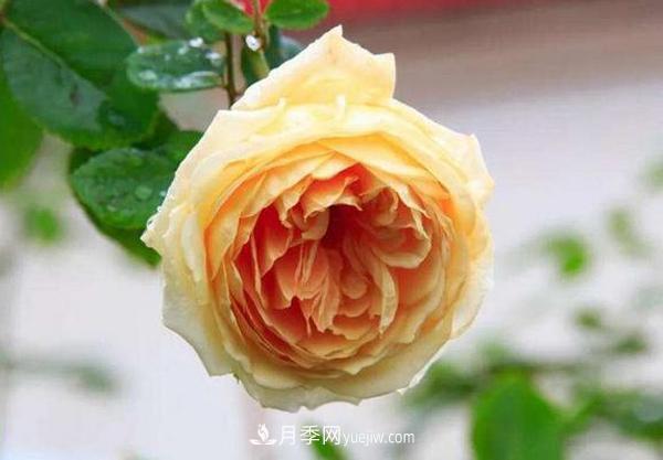 冬天來(lái)了月季花要休眠了，抓緊做這3件事，為明年開(kāi)花做準備！(圖3)