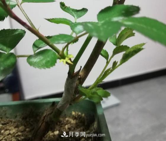 根接月季是迅速擴繁的一個(gè)好方法(圖1)