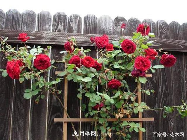 藤本月季休眠后，這4件事需要抓緊時(shí)間做(圖2)
